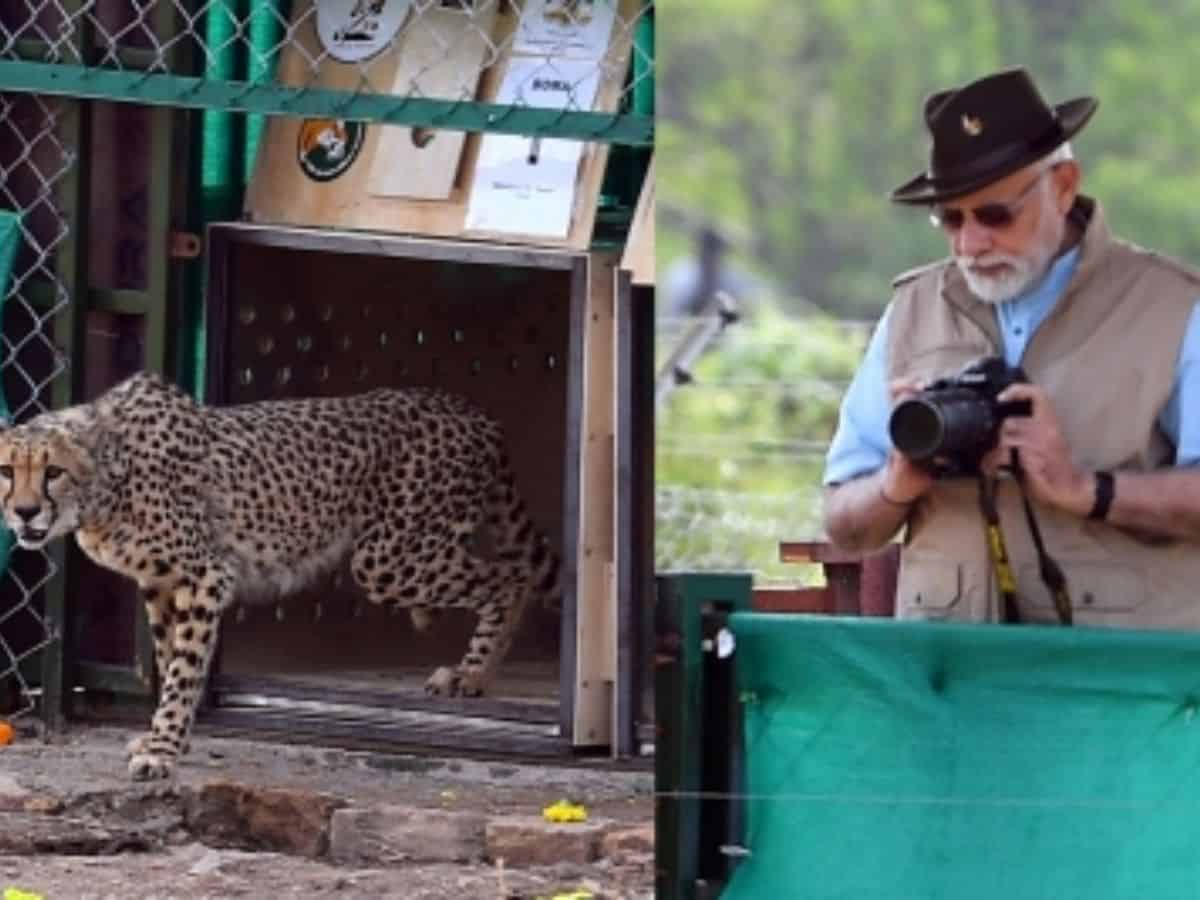 PM Modi to chair high-level meeting to review 'Project Cheetah' status