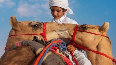 Saudi Arabia's Crown Prince Camel Festival to kick off on August 1