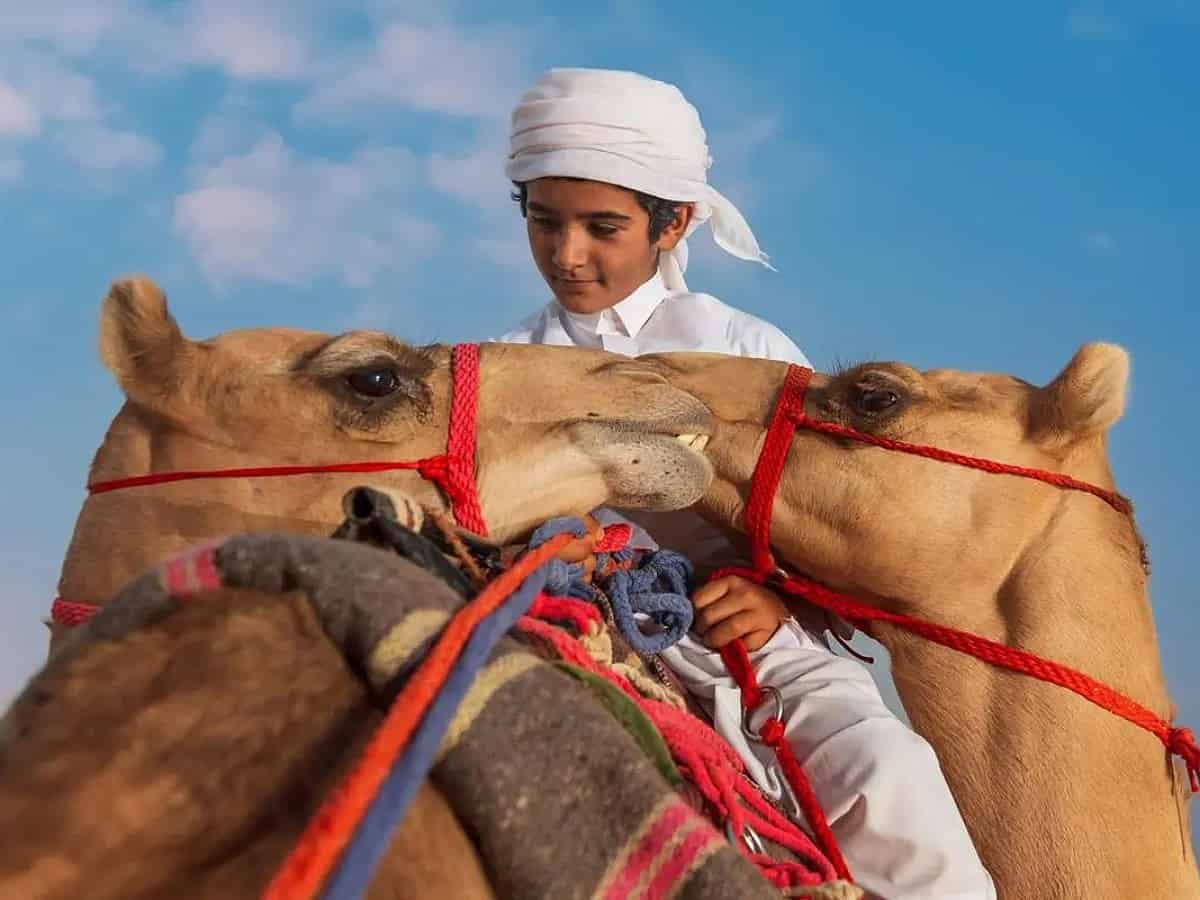 Saudi Arabia's Crown Prince Camel Festival to kick off on August 1