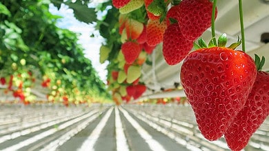 Strawberry production can lead to long-term plastic pollution: Study