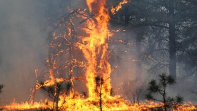 Massive forest wildfires sweep Syria