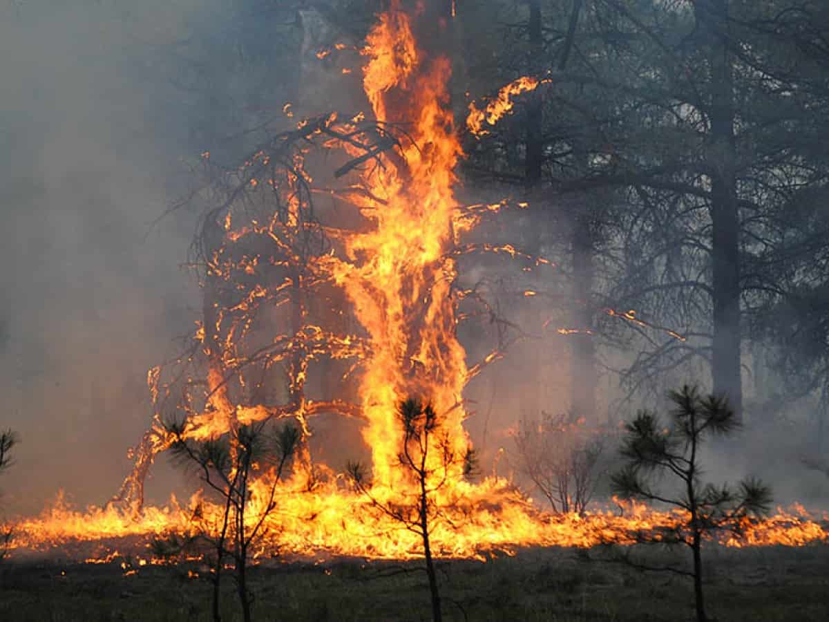 Massive forest wildfires sweep Syria