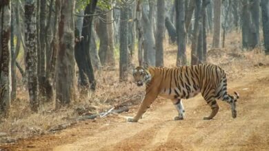 Must-try jungle safari near Hyderabad: Price, timings and more
