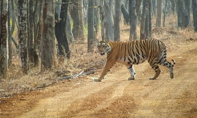 Must-try jungle safari near Hyderabad: Price, timings and more