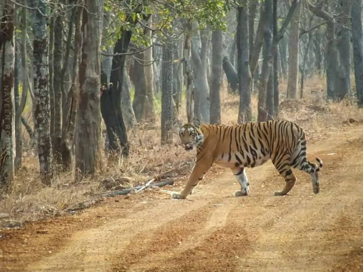 Must-try jungle safari near Hyderabad: Price, timings and more