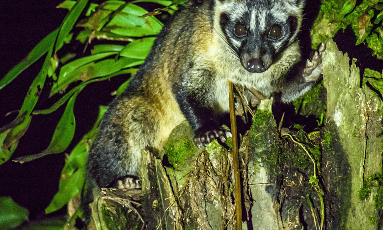Hyderabad: Civet cat found dead, cubs moved to Nehru Zoo Park