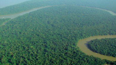 Amazon deforestation down by a third in 2023: Brazil