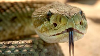 Snake bites student at govt school in Telangana's Jagtial