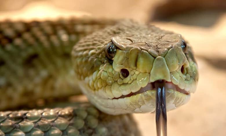 Snake bites student at govt school in Telangana's Jagtial