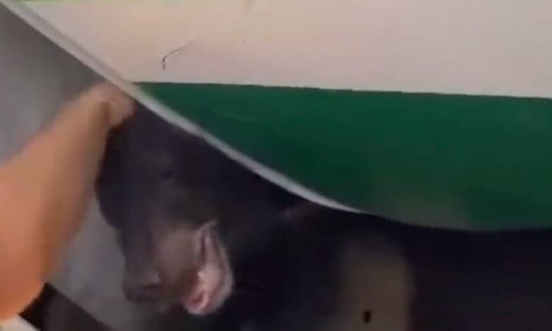 Watch: Bear cub sedated at Dubai airport after escaping from crate