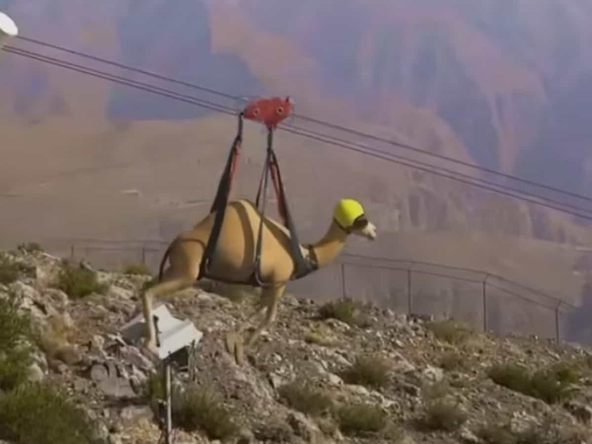 Viral video shows camel on world's longest zip line in UAE