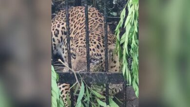 Fourth leopard trapped near 7th mile on Alipiri - Tirumala walkway