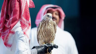 Falcon fetches record Rs 1 cr during auction in Saudi Arabia’s Riyadh