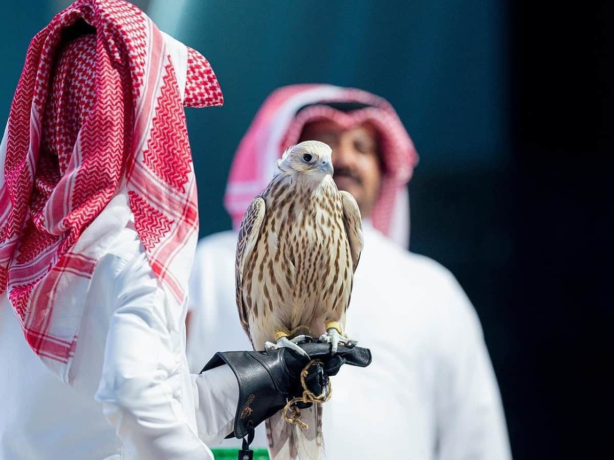 Falcon fetches record Rs 1 cr during auction in Saudi Arabia’s Riyadh