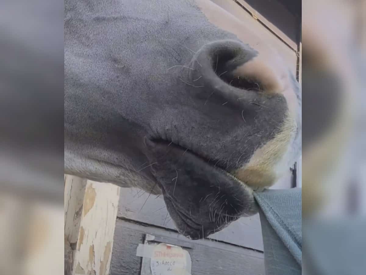 Watch: Horse nibble on Sheikh Hamdan's sleeves