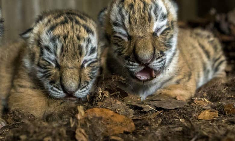 Tiger cubs’ death in Bengal Safari Park: Forest department holds mother responsible