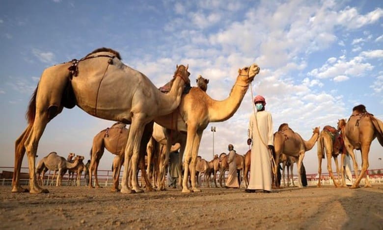 Under UAE President’s patronage, Al Dhafra Festival kicks off October 21