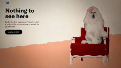 Twitter fails to publish monthly India compliance report, shows poodle sitting in a chair