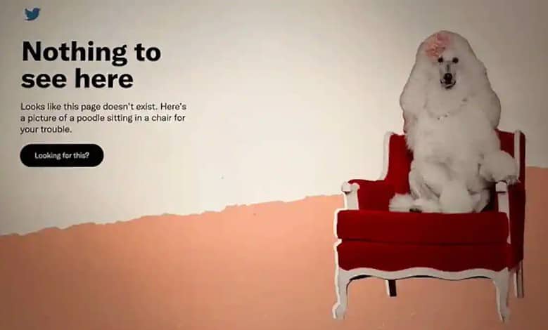 Twitter fails to publish monthly India compliance report, shows poodle sitting in a chair