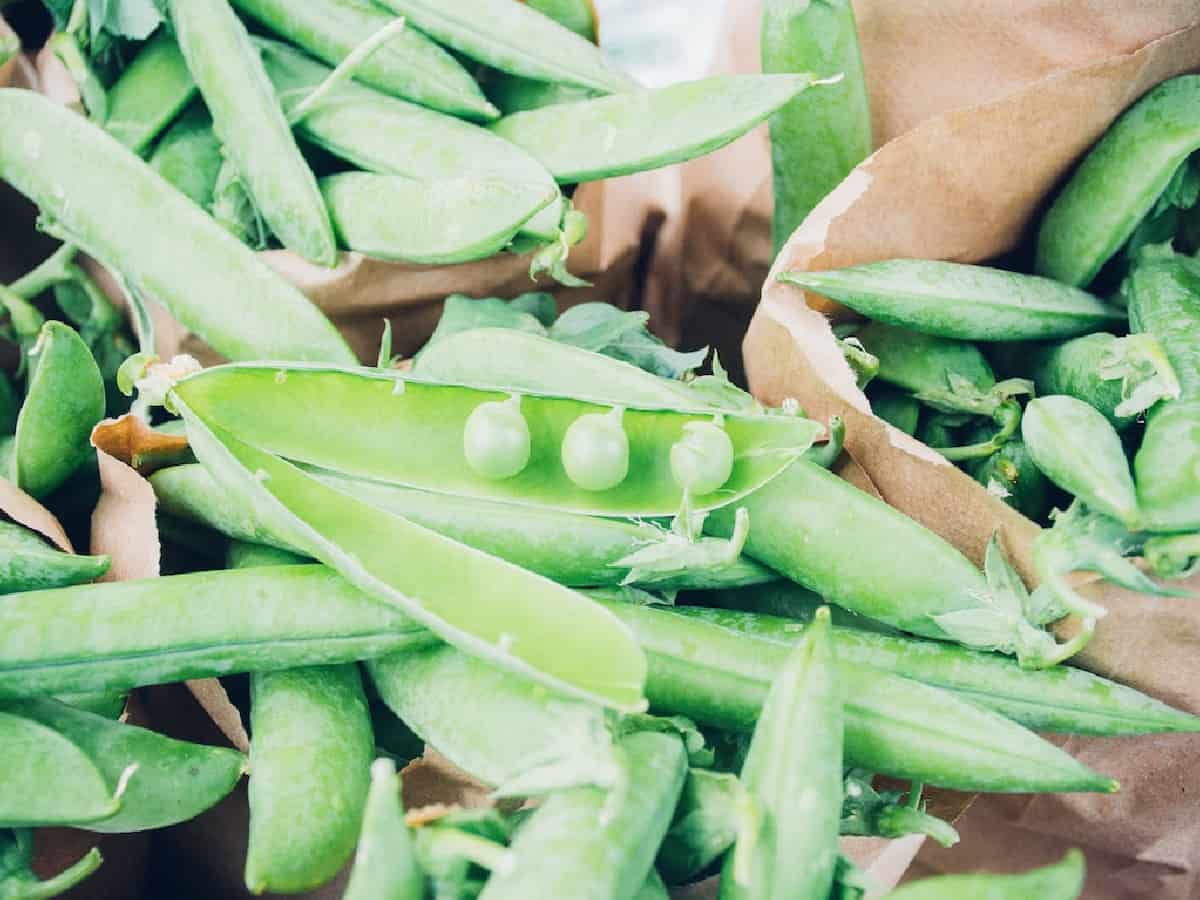 Increasing peas and beans, limiting red meat safe for bone health, protein intake: Study