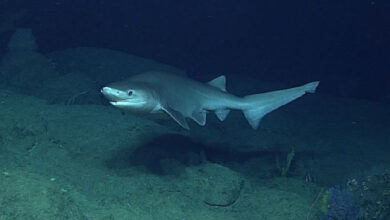 Australia state closes beaches after shark attack