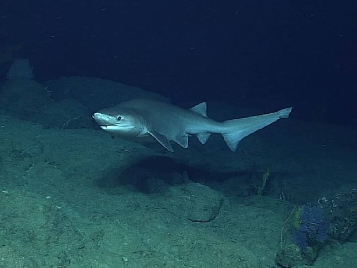 Australia state closes beaches after shark attack