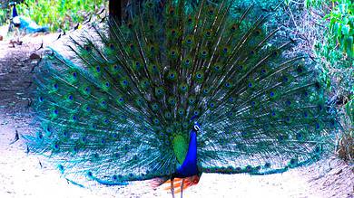 The secrets behind the dance of the Peacock