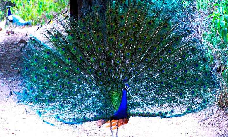 The secrets behind the dance of the Peacock