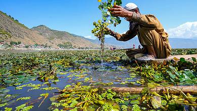 Jewels of Wular lake: See how water chestnuts are extracted