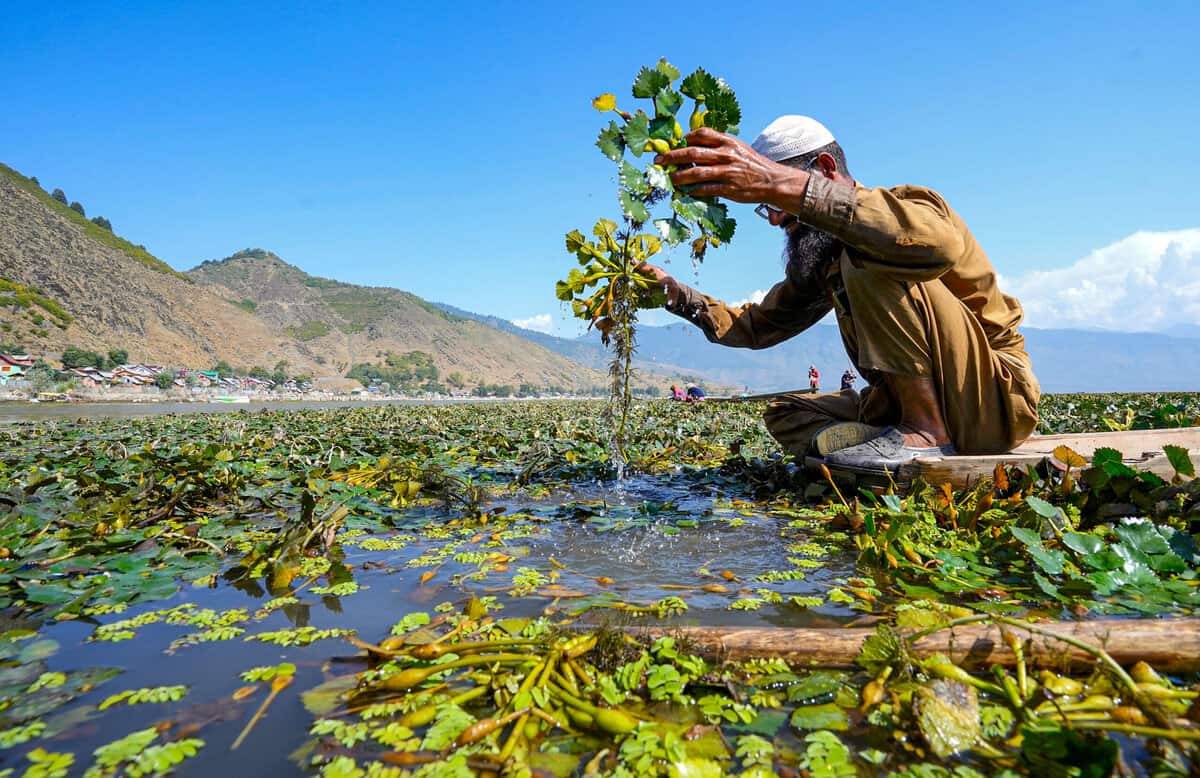 Jewels of Wular lake: See how water chestnuts are extracted