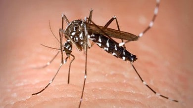 Dengue patient numbers rising in Bengal with every passing day