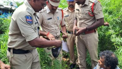 Telangana: Sircilla man grows 6 ft tall ganja in his backyard; arrested