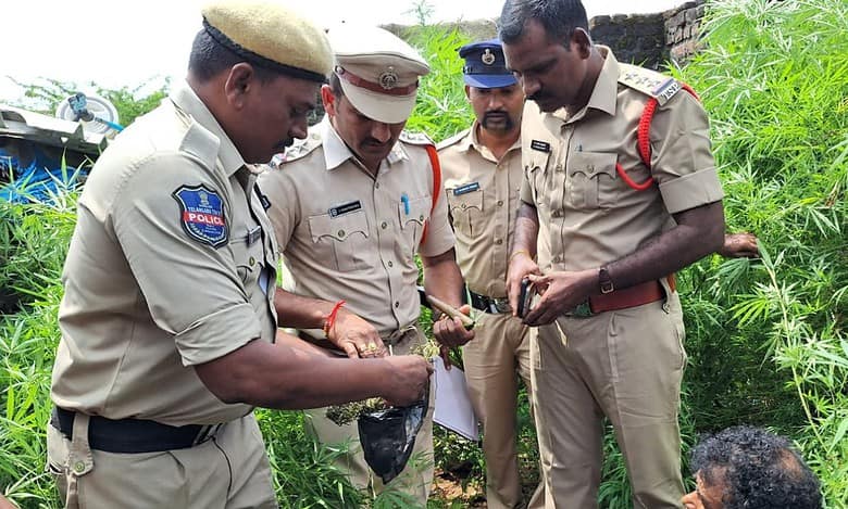 Telangana: Sircilla man grows 6 ft tall ganja in his backyard; arrested