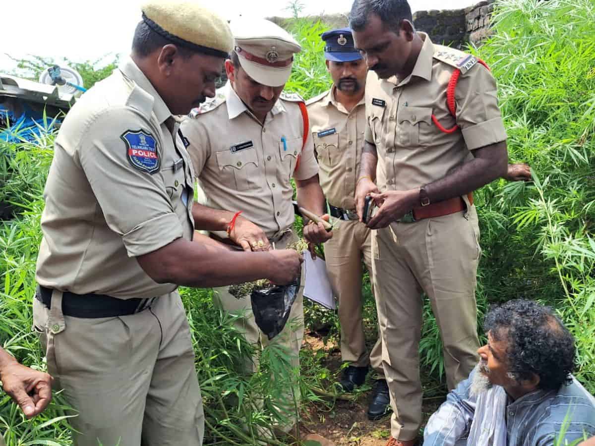 Telangana: Sircilla man grows 6 ft tall ganja in his backyard; arrested