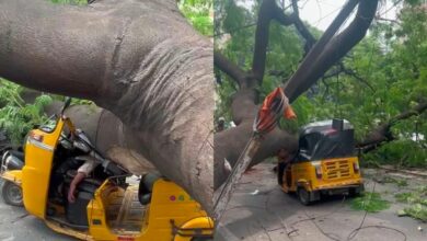 Hyderabad: Tree falls on stationary auto in Himayath Nagar; driver dead