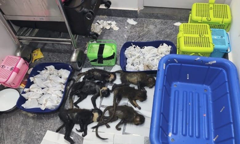 72 exotic snakes, 6 capuchin monkeys seized at Bengaluru airport