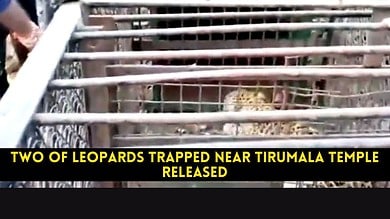 Two of leopards trapped near Tirumala temple released