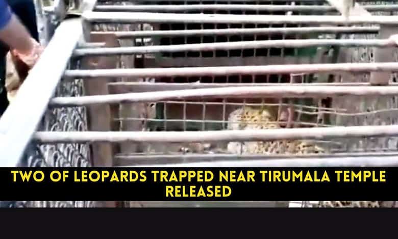 Two of leopards trapped near Tirumala temple released