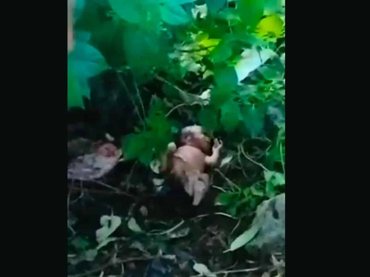 Telangana: Newborn girl rescued from bushes in Suryapet