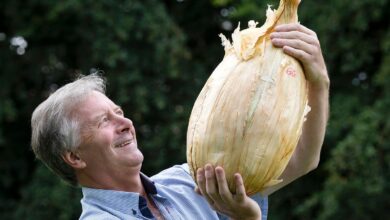 Giant onion weighing nearly 9kg set to break world record