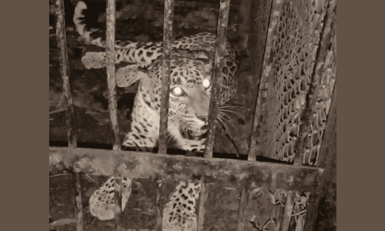 AP: Fifth leopard captured on Tirumala temple walkway