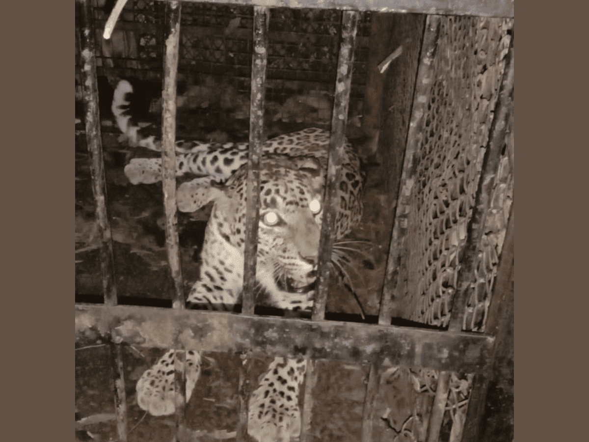 AP: Fifth leopard captured on Tirumala temple walkway