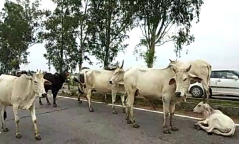 UP: Owners to face action if they abandon cattle