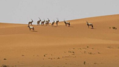 UNESCO designates Saudi Arabia’s Uruq Bani Ma’arid Reserve as World Heritage site