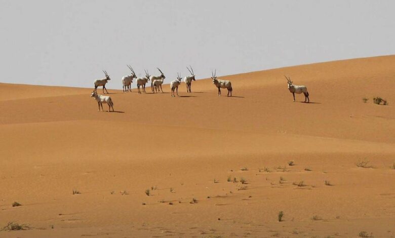 UNESCO designates Saudi Arabia’s Uruq Bani Ma’arid Reserve as World Heritage site