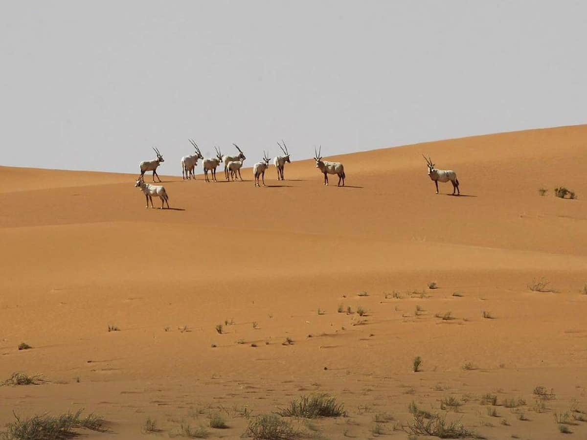 UNESCO designates Saudi Arabia’s Uruq Bani Ma’arid Reserve as World Heritage site