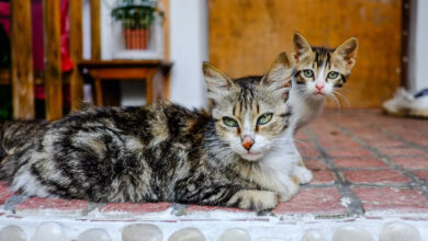 Australian government declares war on feral cats