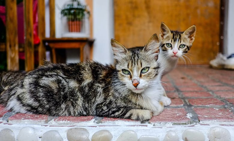 Australian government declares war on feral cats
