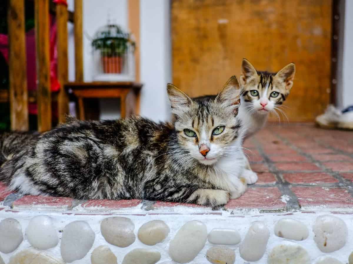 Australian government declares war on feral cats