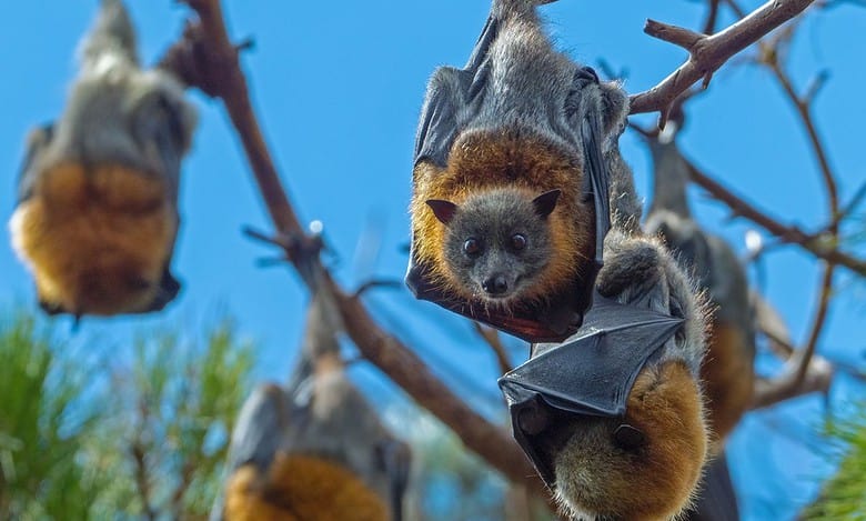Bats in Kerala’s Wayanad test positive for Nipah virus: ICMR